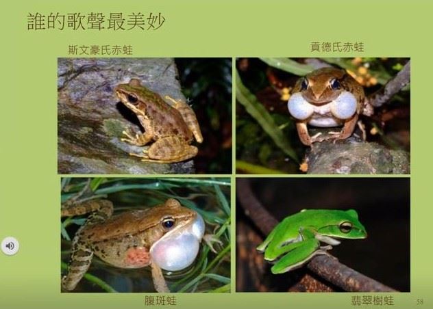 楊懿如介紹多種蛙類的叫聲，讓大家對牠們有更深刻印象。