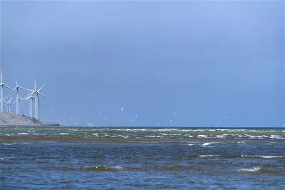 台灣沿岸魚類資源豐富，棲息環境維護良好，成了小燕鷗每年到訪的夏日樂園。