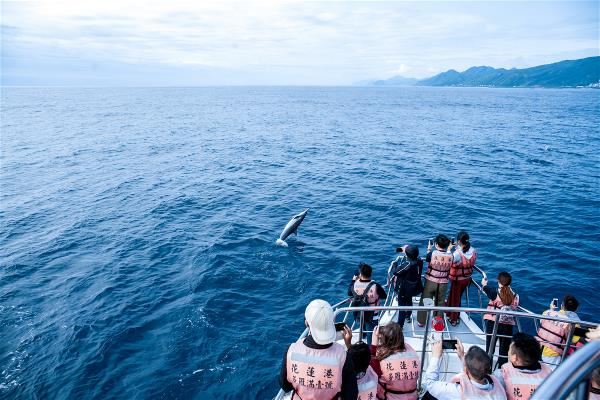 Because of the water flow generated by a boat’s mechanical power, cetaceans love to tag along behind the boat to ride the current, leaping and frolicking. (photo by Lin Min-hsuan)