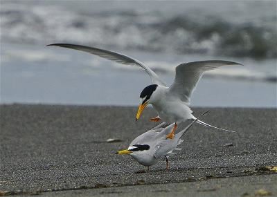 Every April groups of little terns arrive in Taiwan, where they engage in courtship and search for suitable breeding grounds. (courtesy of WBSI)