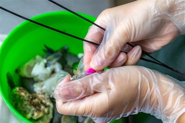 將藥丸塞入食物恰到好處的位置,才能讓每隻海龜都能順利吃下。