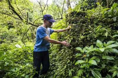 大菁梯田遺跡，駁坎的高度在100公分，最高的到160公分。