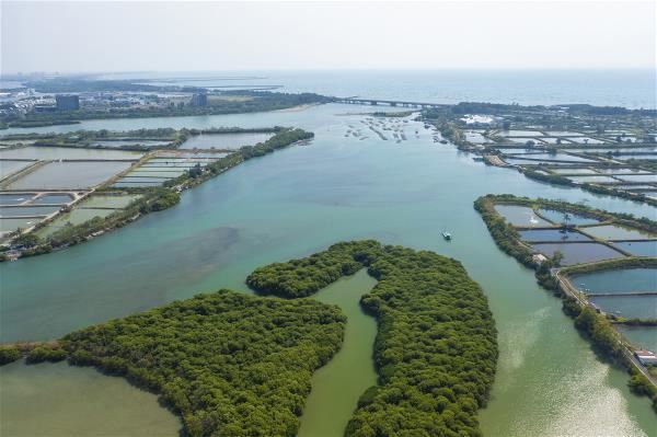 台江國家公園溼地的紅樹林富有蓄積碳匯、防洪抗旱的功用。