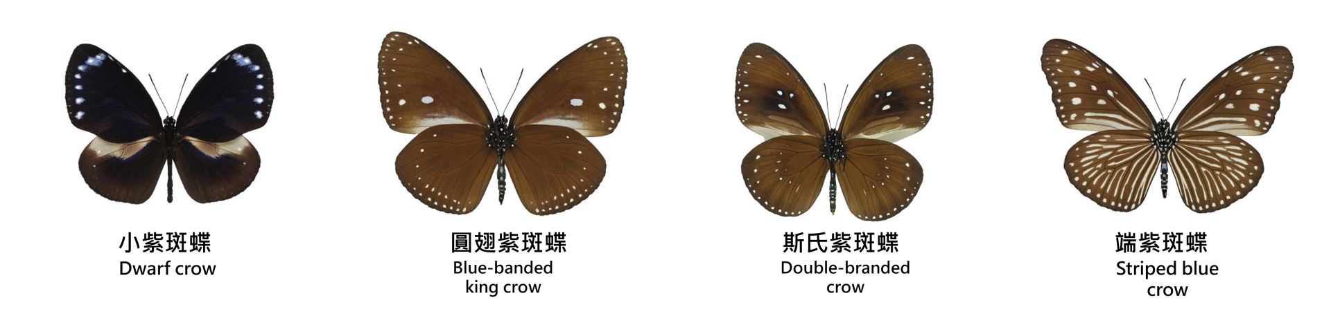 (從左至右)小紫斑蝶、圓翅紫斑蝶、斯氏紫斑蝶、端紫斑蝶