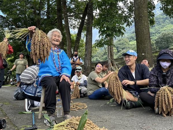 90歲的布農族阿嬤全阿春，與青年族人一起採收小米。（郭美瑜攝）