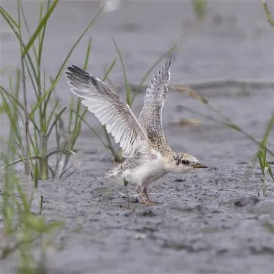 小燕鷗在台灣出生，學習避敵、捕食等生存技能，待羽翼漸豐，便會飛回南方。（宜蘭縣野鳥學會提供）