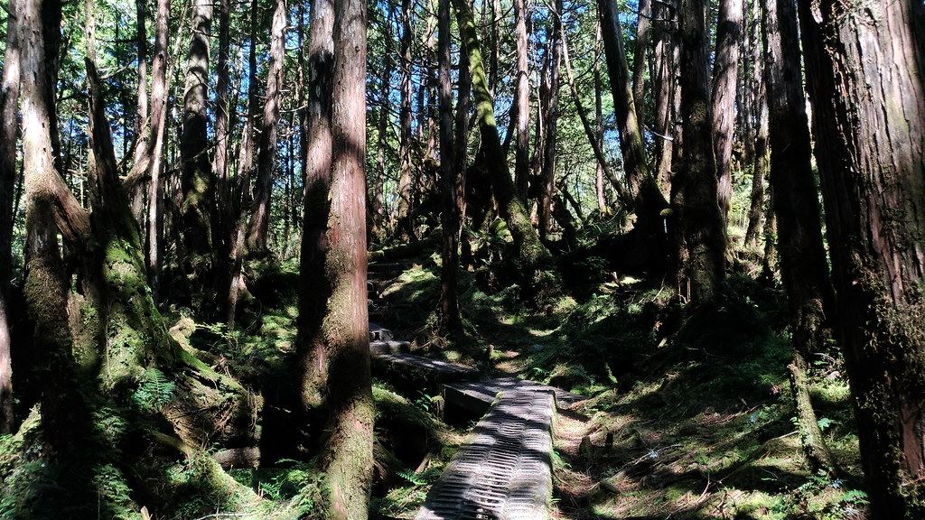 翠峰湖環山步道內「奧陶紀苔原區」的檜木森林僅有25分貝，幾近於「無響室」的狀態。圖片來源：林務局提供