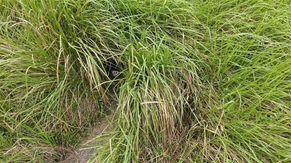 Farmers regard lalang grass as a weed and remove it from their fields. However, the grass also happens to be the eastern grass-owl’s favorite habitat. It is very soft and when it grows densely it forms layers that act as a roof, keeping out wind and rain. For eastern grass-owls that take shelter beneath it the grass is like a thatched cottage. (courtesy of Hong Shiao-yu)