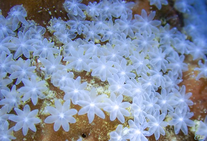 Coral colonies thrive with help from ongoing public- and private-sector projects to improve the marine environment. (Courtesy of CTdiver)