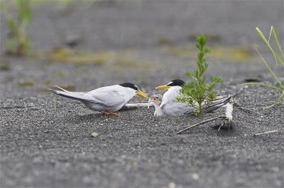 A touching image of little tern parents raising their young. (courtesy of WBSI)