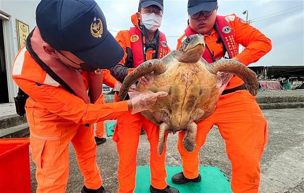除擱淺海岸,混獲也是導致海龜擱淺的其中一項原因。圖為海巡署人員協助安置遭誤捕海龜。(海保署提供)