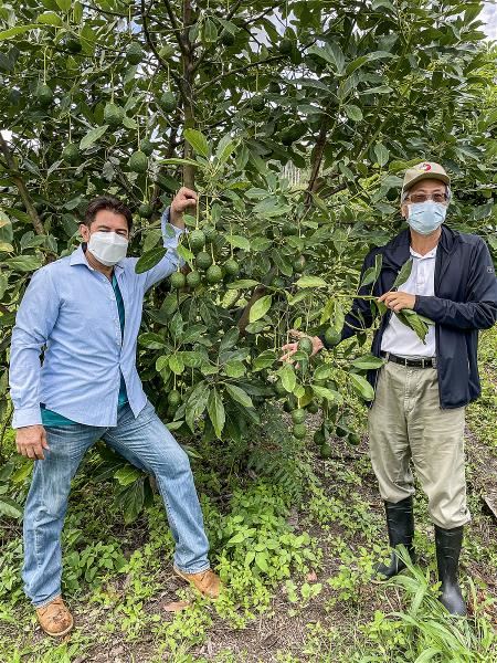 技術團輔導宏都拉斯勇於創新的年輕農友轉種酪梨。