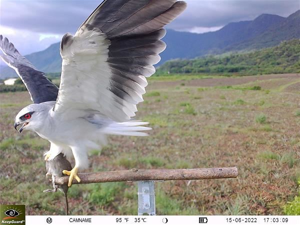 The success of Chuan Lian’s Eagle Red Bean product range prompted the company to engage in the protection and restoration of other birds of prey. This photo shows a raptor catching a rodent on a pesticide-free pineapple farm. It is part of Chuan Lian’s Owl Pineapples project. (courtesy of NPUST Bird Ecology Lab)