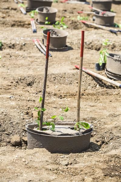These water-storing seedling pots are highly effective in parched Penghu.