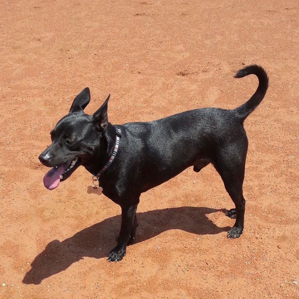 經世界畜犬聯盟認證，「台灣犬」為新的犬種。圖片來源：Katie Huang／維基百科（CC BY-SA 4.0）