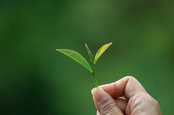 Taiwanese tea is more than just a tasty beverage. Taiwan’s tea culture includes teahouses that were hotbeds of free thinking and played an important role in the birth of Taiwan’s democracy.