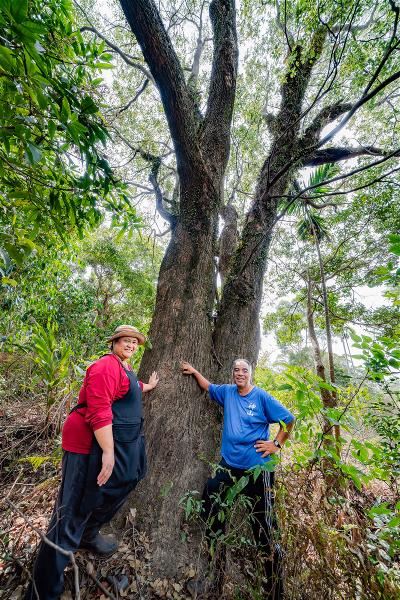 宋文生與妻子勒斯樂絲．芭次厄繞，接棒父母的理念，在霧台山林復育台灣原生種樹木。他們希望種下的樹苗，也能長成像父母屋後這棵50年樹齡的大樟樹一樣高壯。