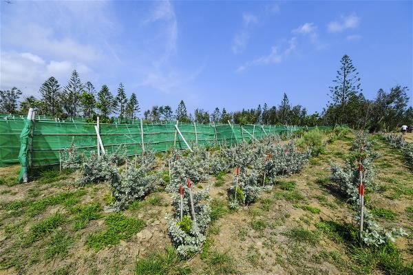 With Penghu’s harsh natural conditions, growing trees here is not easy. But after three years, the planting efforts of the Penghu County Government and the Tse-Xin Foundation are showing some success.