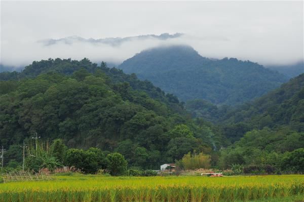 秋天沿著橫山街一段可欣賞大山背山群與金黃色稻田相映的美景。