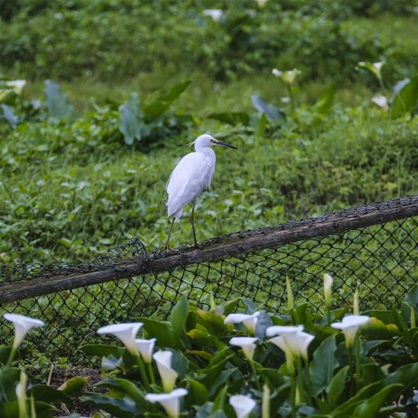 白鷺鷥悠哉地漫步海芋田中，享受寧靜的山居歲月。