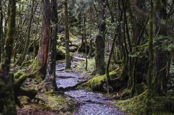 翠峰湖環山步道裡的奧陶紀苔原,環境鬱閉,隔絕外在喧囂,讓寧靜的力量自內心而生,成為台灣的「一平方英寸寂靜」之所在。