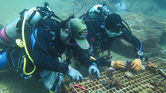 Divers plant fragments from NMMST’s nursery tanks in the wild. (Courtesy of National Museum of Marine Science and Technology / Photo by Wang Yao-hui)