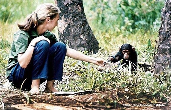 靈長類動物學家珍古德獲2020年唐獎永續發展獎，唐獎肯定其研究的開創性發現，足以重新定義人類與動物的關係。（圖取自珍古德IG網頁instagram.com/janegoodallinst）