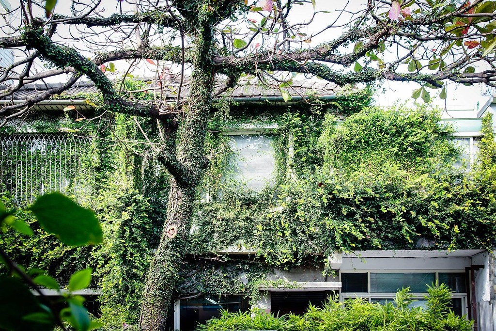 種籽設計公司所在地是相連的老房子，外牆布滿薜荔是創作6月「不能沒有你」的靈感來源。圖片來源：種籽設計提供