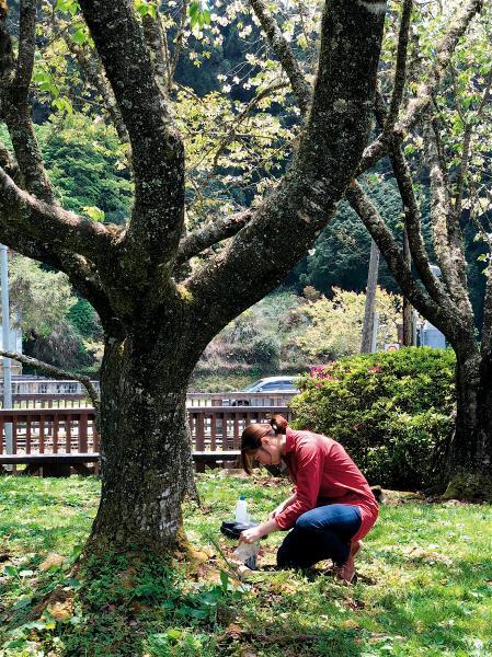 阿里山櫻花樹因土壤硬化，無法充分吸收養分，近年來根系萎縮，為改善櫻花土壤養分，進行土壤調查分析。