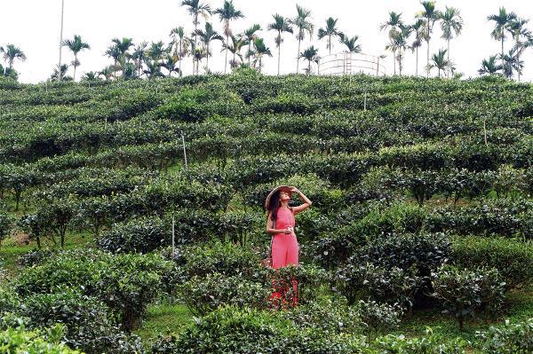 印度拍攝團隊前往日月潭和菓森林的紅茶園取景。（Creation公司提供）