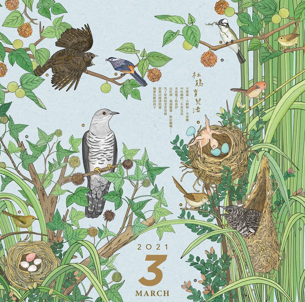 中杜鵑鳥破卵第一件事，就是把其他的鳥蛋踢出鳥巢，這種天性令人咋舌，卻無法以對錯是非的標準來衡量。圖片來源：種籽設計提供
