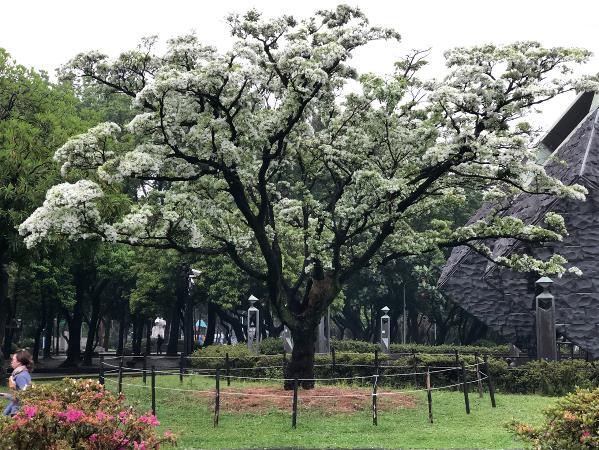 台北228公園老流蘇樹，經過植栽基盤改良後，花季盛開的情景。 （柿子文化事業公司提供）