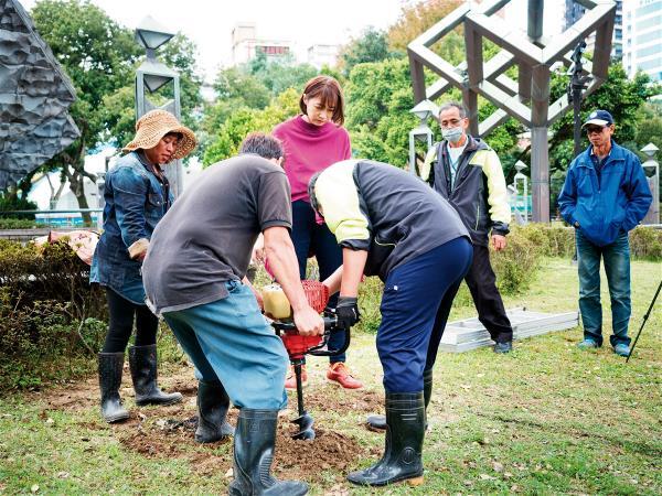 台北228公園老流蘇樹老化，土壤也惡化，根系伸展受阻，無法吸收養份和水，為改善土壤環境，進行植栽基盤改良。