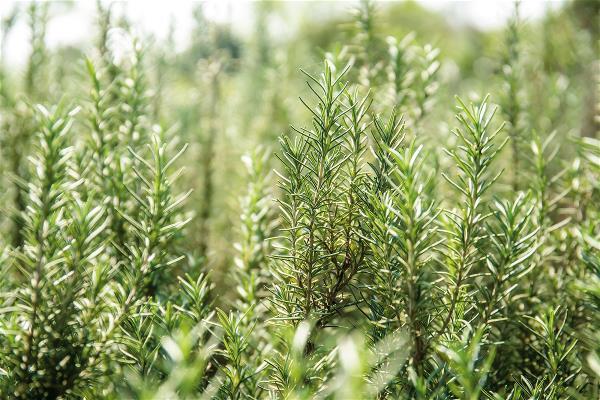 回歸台灣初心:芙彤園共創三生友善循環