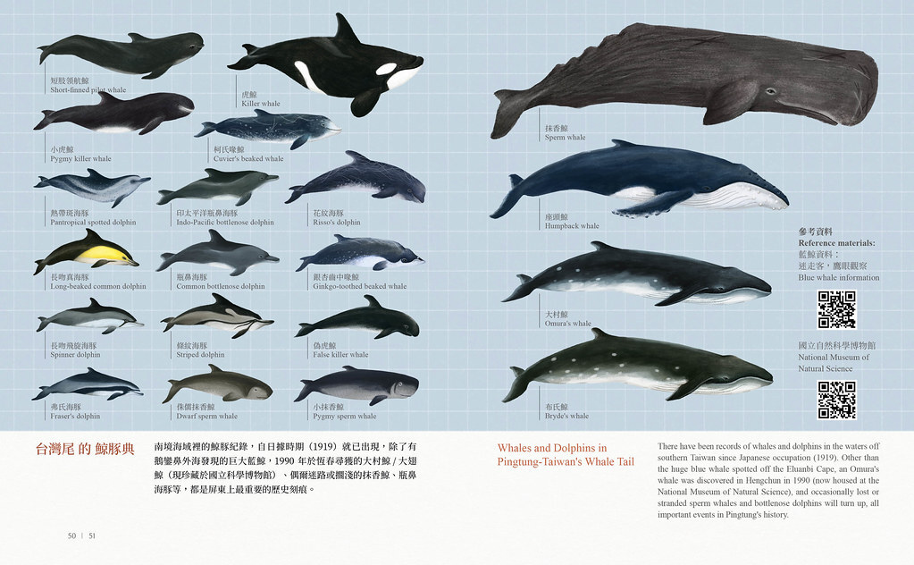 八月到屏東認識喜愛台灣尾、聚集在周遭的鯨豚，書中也提供鯨豚典，讓人念念不忘。圖片來源：屏東縣政府